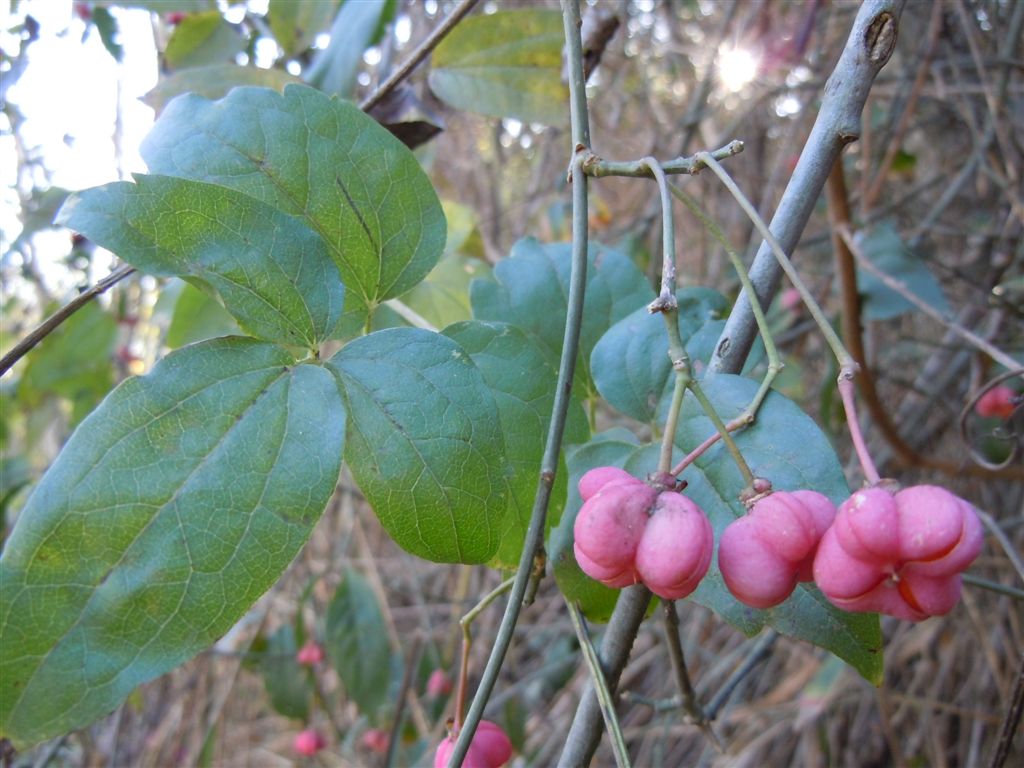 Bacche rosse - Euonymus europaeus